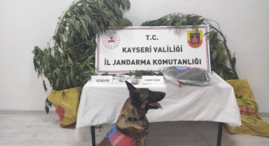 7 KÖK KENEVİR ELE GEÇİRİLDİ: 1 GÖZALTI