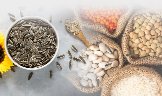 PAN-PA SİYAH ÇEKİRDEK ALIMLARINA BAŞLADI