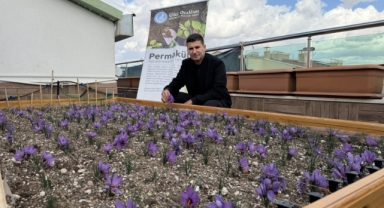 ÜLKÜ OCAKLARI GENEL MERKEZİ'NİN TERASINDA SAFRAN HASADI!