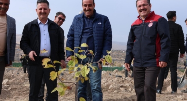 İNCESU'DA AĞAÇLAR TOPRAKLA BULUŞTU