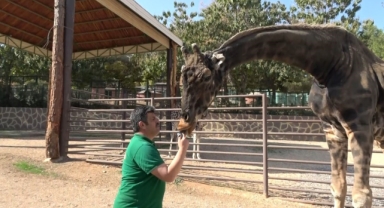 DOĞAL YAŞAM PARKI'NIN MASKOTU ZÜRAFA ÖLDÜ