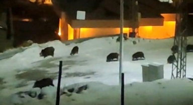 DOMUZ SÜRÜSÜ KAMERADA