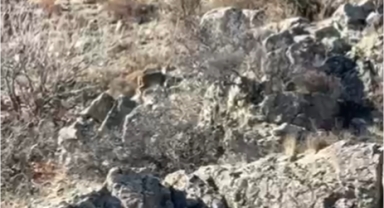 KAYSERİ FELAHİYE'DE VAŞAK GÖRÜNTÜLENDİ