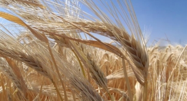 KURAKLIK ARPA EKİMİNİ ARTIRDI