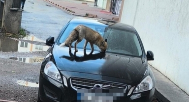 YİYECEK ARAYAN TİLKİ SOKAĞA İNDİ