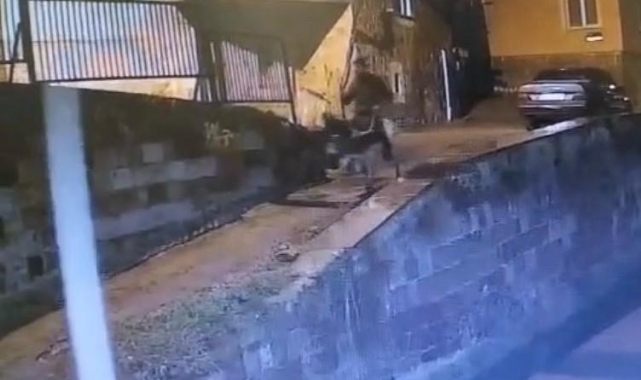 FORKLİFLE GELMİŞ, EŞEKLE KAÇMIŞ