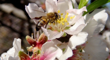 İLK CEMRE HAVAYA DÜŞTÜ