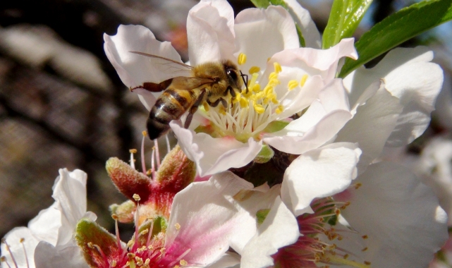 İLK CEMRE HAVAYA DÜŞTÜ