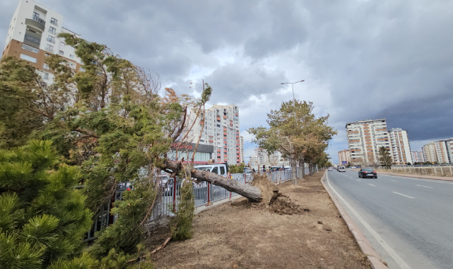 ŞİDDETLİ RÜZGAR AĞACI KÖKÜNDEN SÖKTÜ