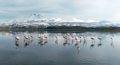 KAYSERİ'NİN İLK FLAMİNGO KAFİLESİ GELDİ