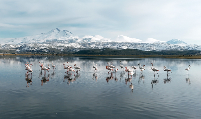 KAYSERİ'NİN İLK FLAMİNGO KAFİLESİ GELDİ
