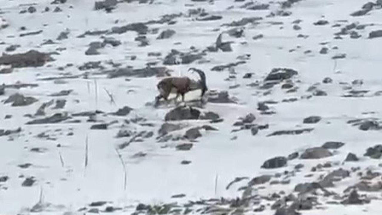 ALADAĞLAR’DA YABAN HAYATI GÖRÜNTÜLENDİ