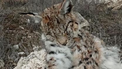 DOĞADA NADİR GÖRÜLEN VAŞAK ÖLÜ BULUNDU