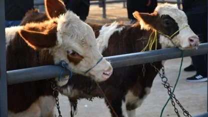 KAYSERİ’DE KURBANLIK TAVSİYE FİYATLARI AÇIKLANDI