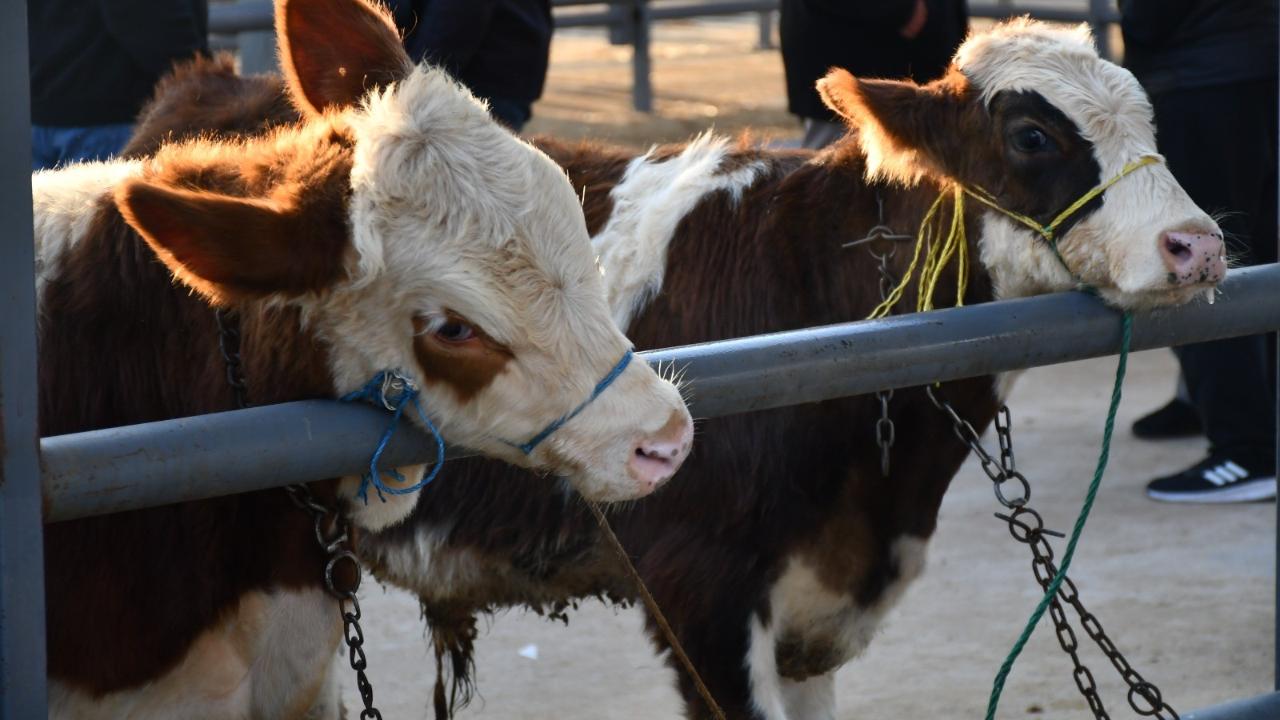 KAYSERİ’DE KURBANLIK TAVSİYE FİYATLARI AÇIKLANDI