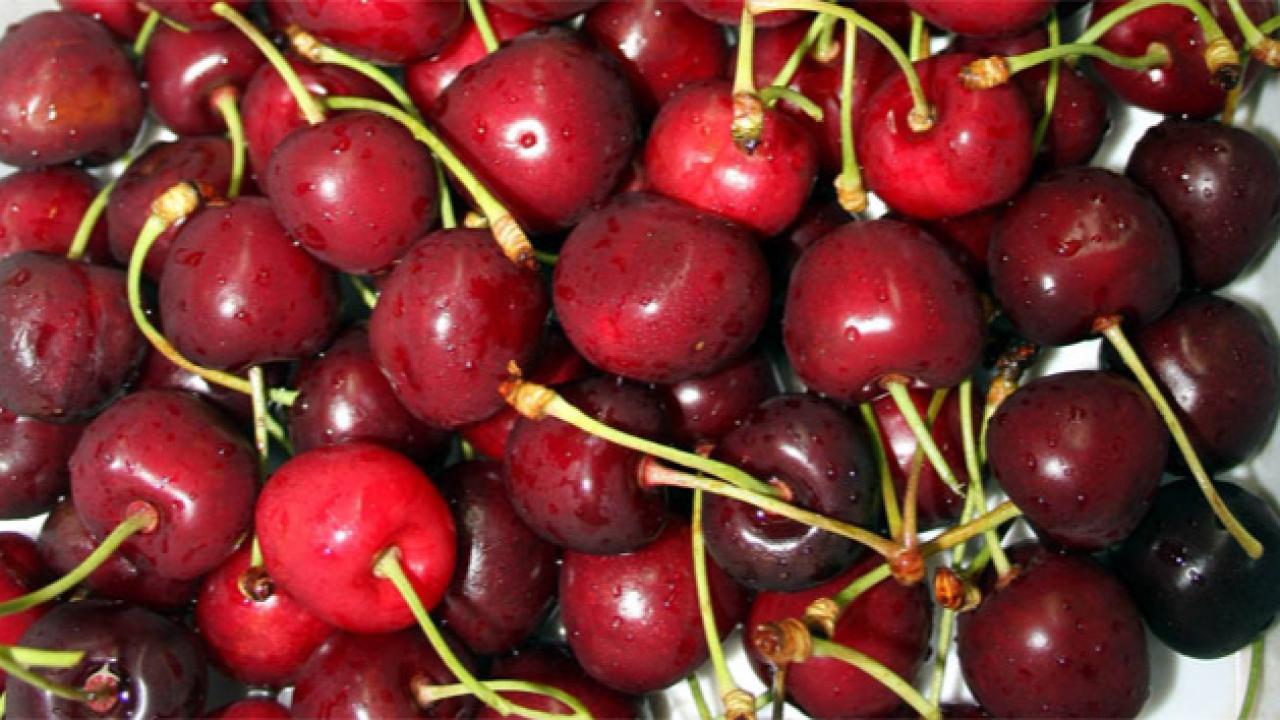 KİRAZ HASRETİ BU SENE BİTİYOR