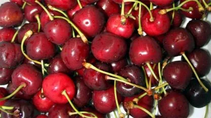 KİRAZ HASRETİ BU SENE BİTİYOR