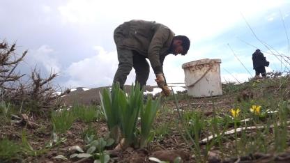 KÖYLÜLERİN GEÇİM KAYNAĞI OLDU