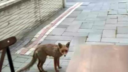 ŞEHİR MERKEZİNE İNEN TİLKİ KİMSEYE ALDIRIŞ ETMEDEN KARNINI DOYURDU