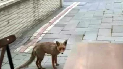 ŞEHİR MERKEZİNE İNEN TİLKİ KİMSEYE ALDIRIŞ ETMEDEN KARNINI DOYURDU