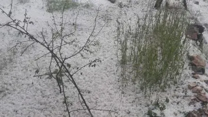 TOMARZA'DA OLU ETKİLİ OLDU