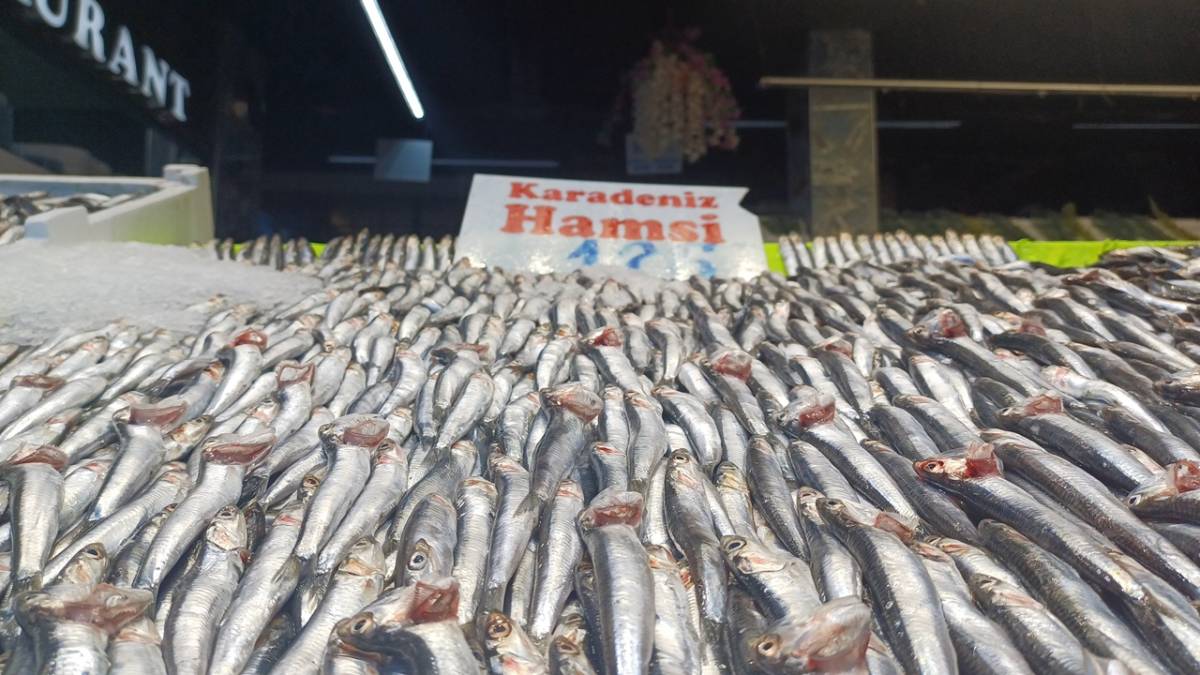 TEZGÂHLARDA HAMSİ BOLLUĞU