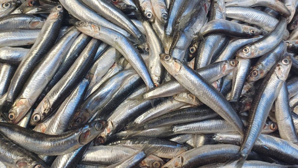 TEZGÂHLARDA HAMSİ BOLLUĞU