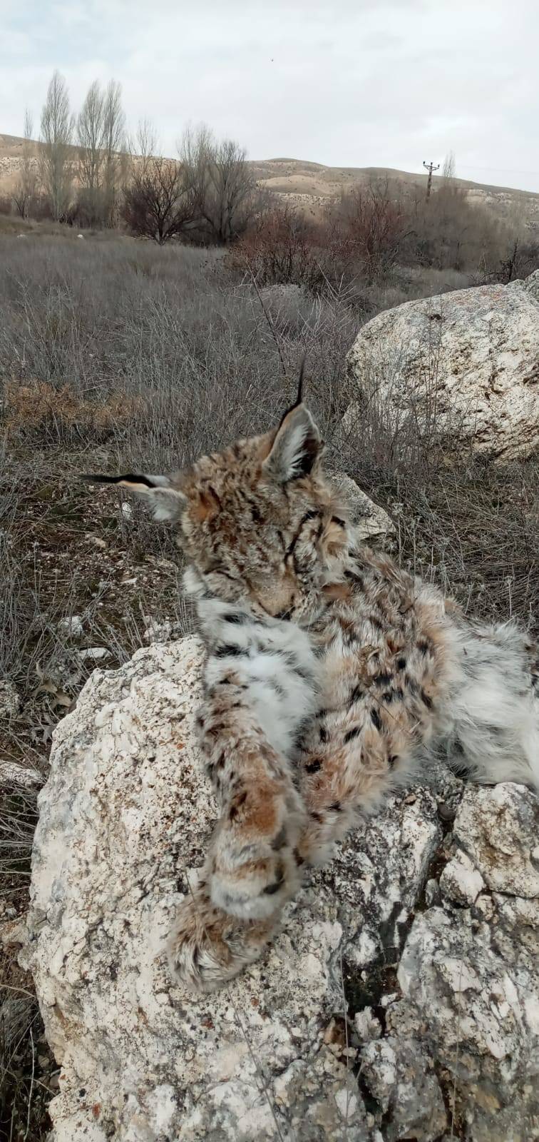 DOĞADA NADİR GÖRÜLEN VAŞAK ÖLÜ BULUNDU