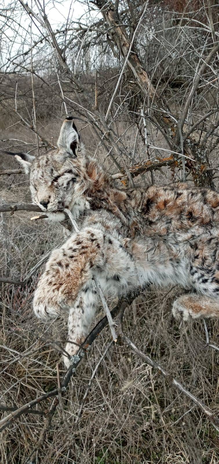 DOĞADA NADİR GÖRÜLEN VAŞAK ÖLÜ BULUNDU
