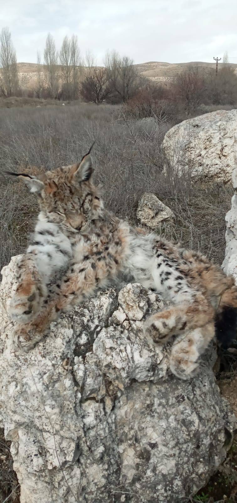 DOĞADA NADİR GÖRÜLEN VAŞAK ÖLÜ BULUNDU