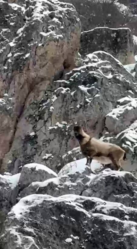 ALADAĞLAR’DA YABAN HAYATI GÖRÜNTÜLENDİ