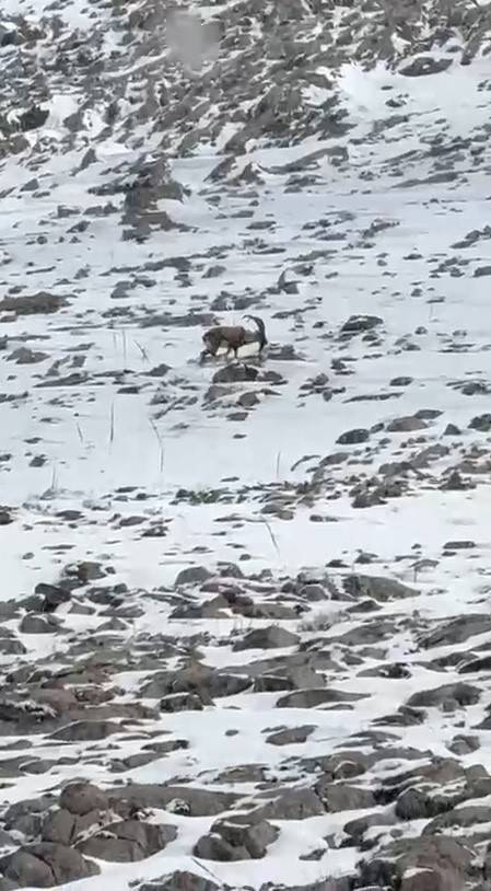 ALADAĞLAR’DA YABAN HAYATI GÖRÜNTÜLENDİ