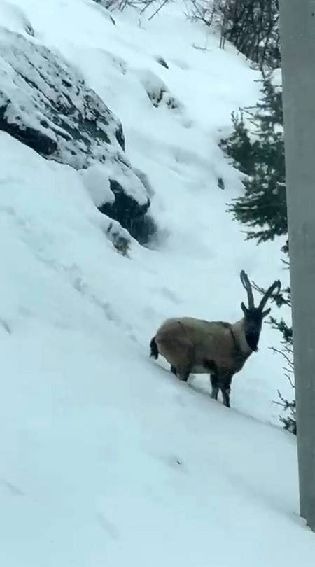 ALADAĞLAR’DA YABAN HAYATI GÖRÜNTÜLENDİ