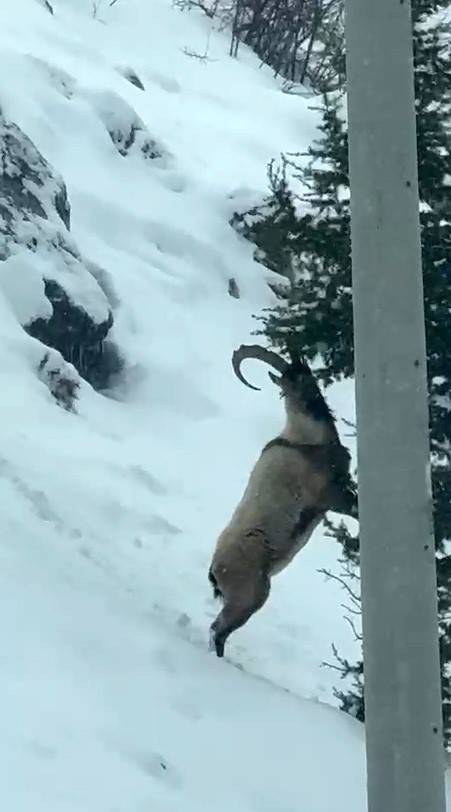 ALADAĞLAR’DA YABAN HAYATI GÖRÜNTÜLENDİ