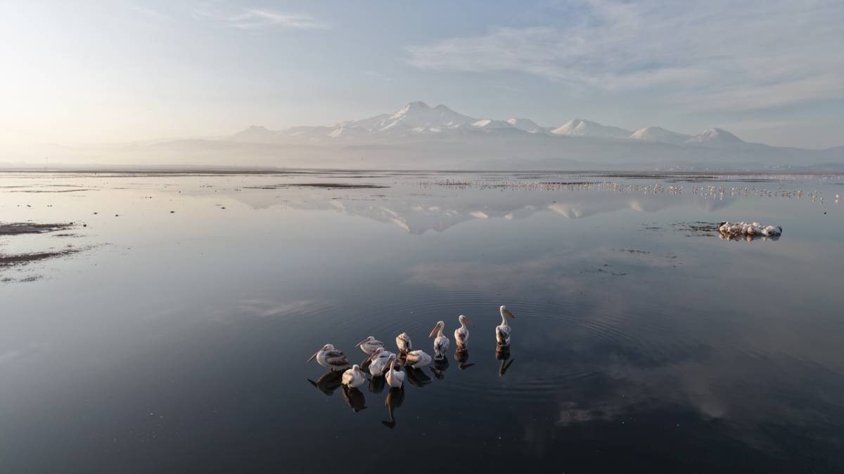 İLK PELİKANLAR GELDİ