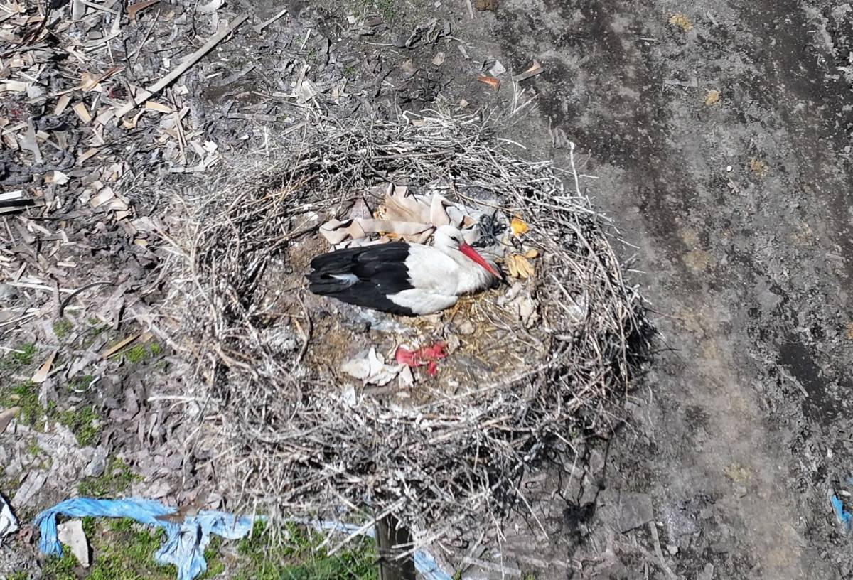 DOĞANIN UYANIŞI, HÜRMETÇİ SAZLIĞI'NDA SAHNELENİYOR