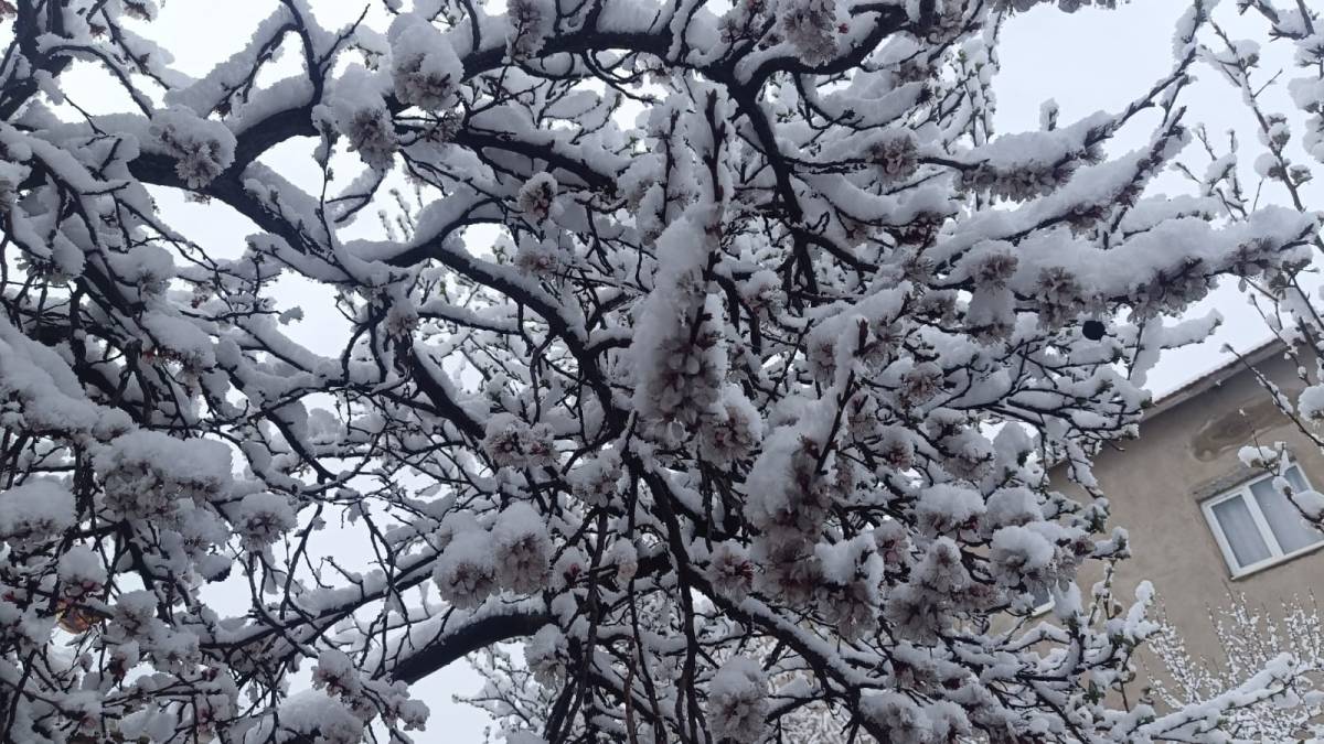 ÇİÇEK AÇAN AĞAÇLAR YAĞAN KARLA BEYAZA BÜRÜNDÜ