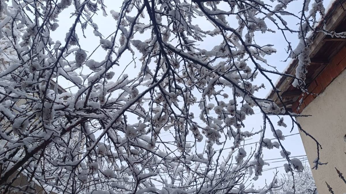 ÇİÇEK AÇAN AĞAÇLAR YAĞAN KARLA BEYAZA BÜRÜNDÜ