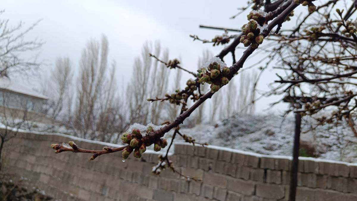 ÇİÇEK AÇAN AĞAÇLAR YAĞAN KARLA BEYAZA BÜRÜNDÜ