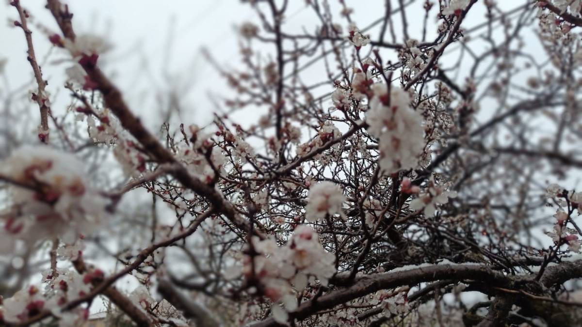 ÇİÇEK AÇAN AĞAÇLAR YAĞAN KARLA BEYAZA BÜRÜNDÜ