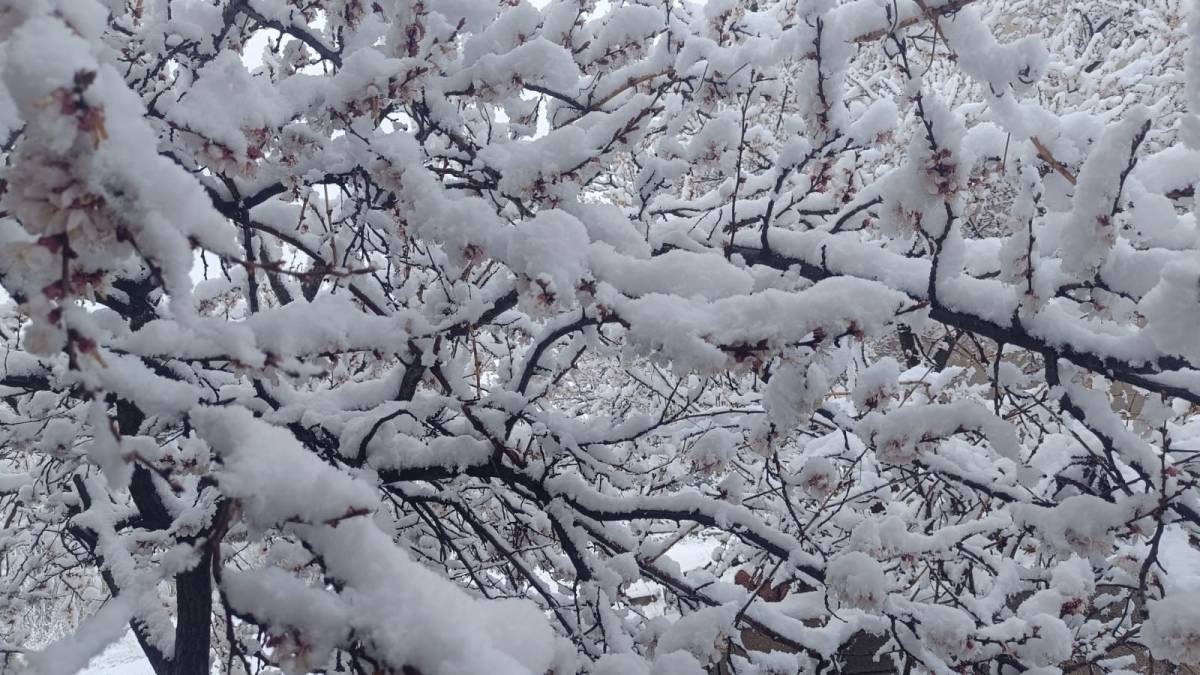 ÇİÇEK AÇAN AĞAÇLAR YAĞAN KARLA BEYAZA BÜRÜNDÜ