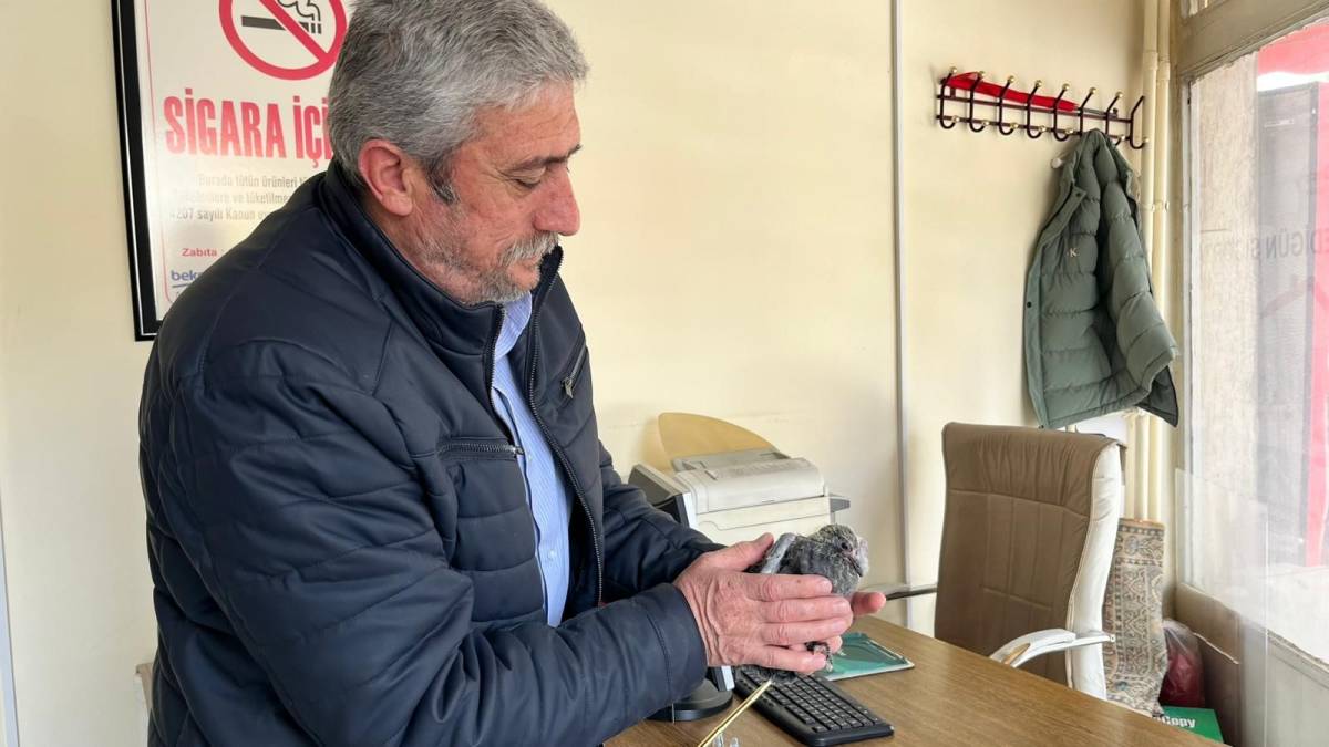 ÇATIDAN DÜŞEN KUŞ, YUVASINA KAVUŞTURULDU