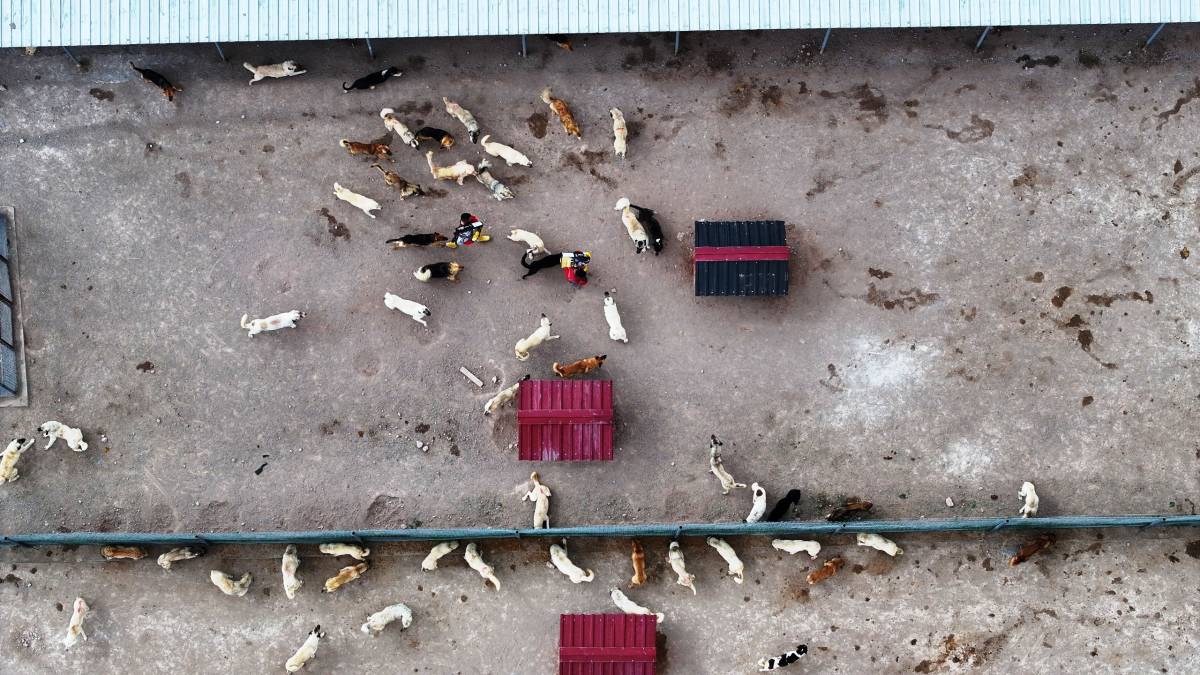 SOKAK HAYVANLARINA 25 BİN METREKARELİK EN  KAPSAMLI MODERN YAŞAM ALANI