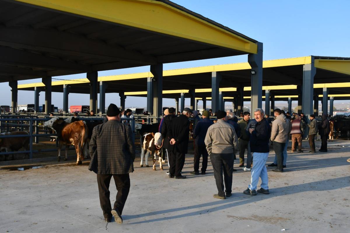 KAYSERİ’DE KURBANLIK TAVSİYE FİYATLARI AÇIKLANDI