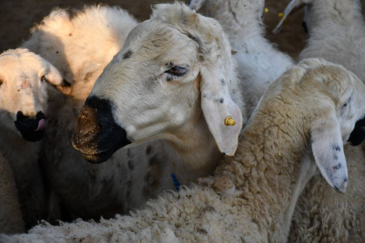 KAYSERİ’DE KURBANLIK TAVSİYE FİYATLARI AÇIKLANDI