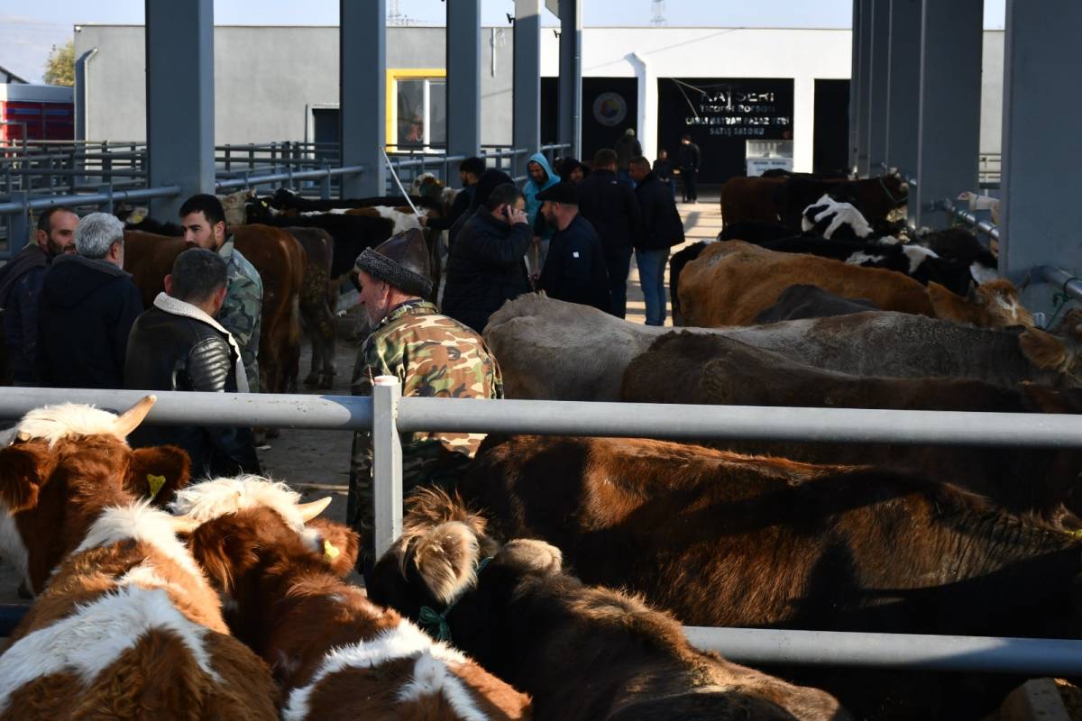 KAYSERİ’DE KURBANLIK TAVSİYE FİYATLARI AÇIKLANDI