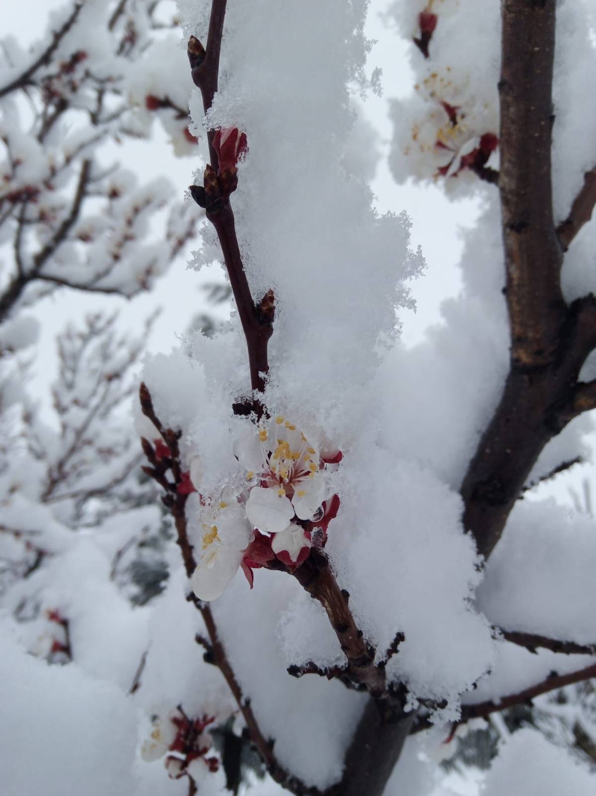 MAHALLE BEYAZA BÜRÜDÜ