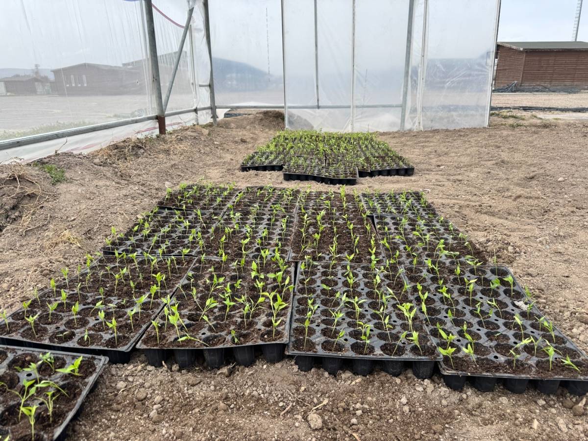 ÜNİVERSİTE ÖĞRENCİLERİNE UYGULAMALI ORGANİK TARIM EĞİTİMİ