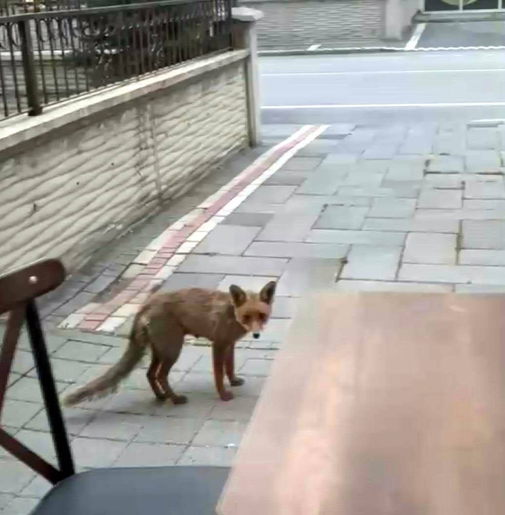 ŞEHİR MERKEZİNE İNEN TİLKİ KİMSEYE ALDIRIŞ ETMEDEN KARNINI DOYURDU