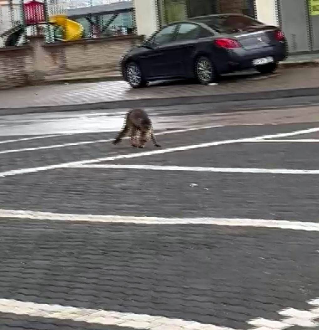 ŞEHİR MERKEZİNE İNEN TİLKİ KİMSEYE ALDIRIŞ ETMEDEN KARNINI DOYURDU